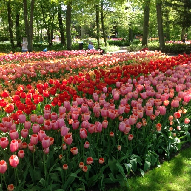 Tulips